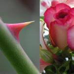 Pink rose thorn