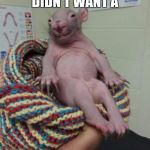 Waldo Wombat | THIS IS WHY I DIDN'T WANT A; A CHILD | image tagged in waldo wombat | made w/ Imgflip meme maker