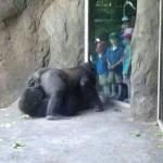 Ape sex