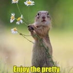 flower squirrel | Exquisite work! Enjoy the pretty flowers! | image tagged in flower squirrel | made w/ Imgflip meme maker
