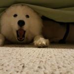 Samoyed shocked