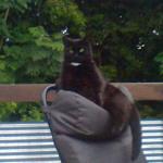 cat on campchair
