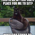 Meet Tui, queen of the jungle | SO YOU DON'T THINK THIS IS AN APPROPRIATE PLACE FOR ME TO SIT? WHATCHA GONNA DO ABOUT IT, HUMAN??? | image tagged in cat on campchair | made w/ Imgflip meme maker