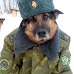 Russian Dog