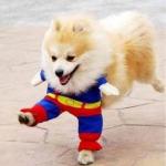 Super puppy