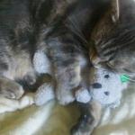 Cute Kitty Cuddles Favorite Toy