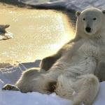 Polar Bear Relaxing
