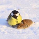 Great tit