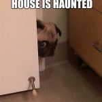 Guilty Pug | WHEN YOU THINK YOUR HOUSE IS HAUNTED | image tagged in guilty pug | made w/ Imgflip meme maker