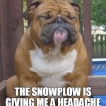 English bull dog | THE SNOWPLOW IS GIVING ME A HEADACHE | image tagged in english bull dog | made w/ Imgflip meme maker