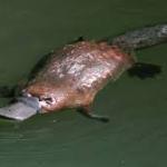 Platypus