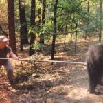 Poking the bear