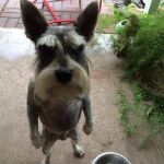 Angry dog | WHO YOU CALLIN; CUTE?!!!!!!! | image tagged in angry dog | made w/ Imgflip meme maker