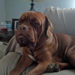 Sleepy Mastiff meme