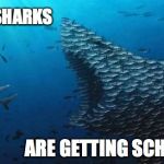 Fish Teamwork | THESE SHARKS; ARE GETTING SCHOOLED | image tagged in fish teamwork | made w/ Imgflip meme maker