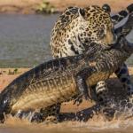 Jaguar vs Crocodile