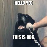 Hello yes this is dog | HELLO YES; THIS IS DOG | image tagged in hello yes this is dog | made w/ Imgflip meme maker