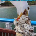 instant gratification | MY FAVORITE FORM OF GRATIFICATION IS INSTANT. | image tagged in greedy seagull,gratification,greedy,funny,funny memes | made w/ Imgflip meme maker