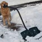 Dog shoveling