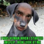 See what prolonged imgflip exposure can do to you? | I WAS HUMAN WHEN I STARTED IMGFLIP...NOW LOOK AT ME | image tagged in dog human,memes,raydog,funny,dogs,imgflip users | made w/ Imgflip meme maker