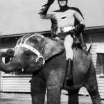 Batman on Elephant