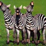 Zebras Laughing