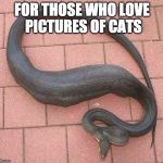 Awww.... | FOR THOSE WHO LOVE PICTURES OF CATS | image tagged in fat snake,cats,bacon,snakes | made w/ Imgflip meme maker