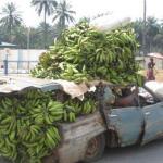 Platanos