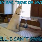 i'm sinking | THEY SAY, "SINK OR SWIM"; WELL, I CAN'T SWIM... | image tagged in dog looking out window,memes,funny memes,funny dog memes | made w/ Imgflip meme maker