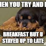 Funny animals | WHEN YOU TRY AND EAT; BREAKFAST BUT U STAYED UP TO LATE | image tagged in funny animals | made w/ Imgflip meme maker