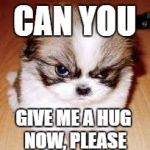 grumpy cats runner up, grumpy dog... | CAN YOU; GIVE ME A HUG NOW, PLEASE | image tagged in grumpy cats runner up grumpy dog... | made w/ Imgflip meme maker