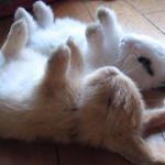 fluffed bunnies