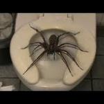 Toilet Spider