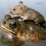 mouse on frog