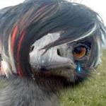 Emu Emu