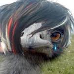 Emu Emu meme