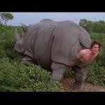rhino meme
