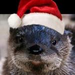 xmas otter