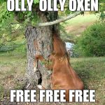 real horses | OLLY  OLLY OXEN; FREE FREE FREE | image tagged in real horses | made w/ Imgflip meme maker