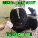 Here, kitty, kitty, kitty,kitty.... | FOUND A KITTEN TODAY; IT SURE CAN FART | image tagged in baby skunk | made w/ Imgflip meme maker
