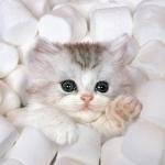 marshmallow kitten