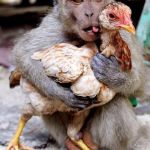 monkey chicken | I GOT A NICE CHICK | image tagged in monkey chicken | made w/ Imgflip meme maker