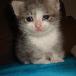 Crying kitten