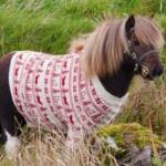 Horse & Christmas Sweater meme