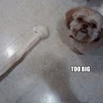 Too Big Shitzu | TOO BIG | image tagged in too big shitzu | made w/ Imgflip meme maker