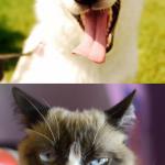 happy dog grumpy cat meme
