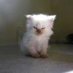 Angry-kitten-square