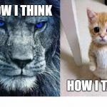 Lions | HOW I THINK; HOW I TALK | image tagged in lions | made w/ Imgflip meme maker