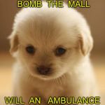 puppy | WHEN   TERRORISTS  BOMB  THE  MALL; WILL  AN   AMBULANCE  COME  FOR  ME ? | image tagged in puppy | made w/ Imgflip meme maker