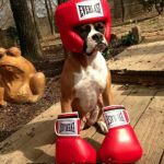 This dog tried so hard. | I THOUGHT TODAY; WAS BOXING DAY. | image tagged in boxerdoggo,imgflip,memes,dog,funny,boxing | made w/ Imgflip meme maker